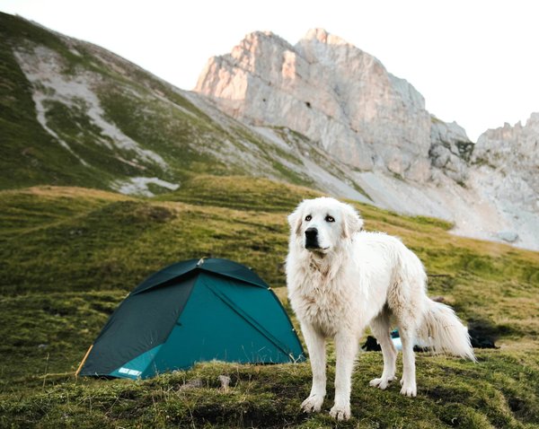 10 conseils pour un camping réussi avec votre chien : emplacements, règles et astuces